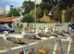 Kommt Jungs, laßt uns abhauen bevor die Vogelgrippe auch hier ist