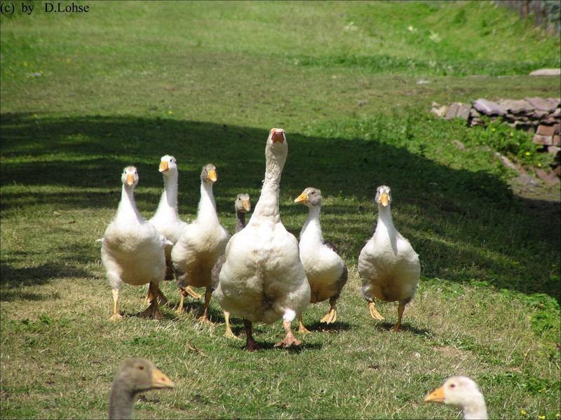 Kommt Jungs laßt uns Mädels aufreißen