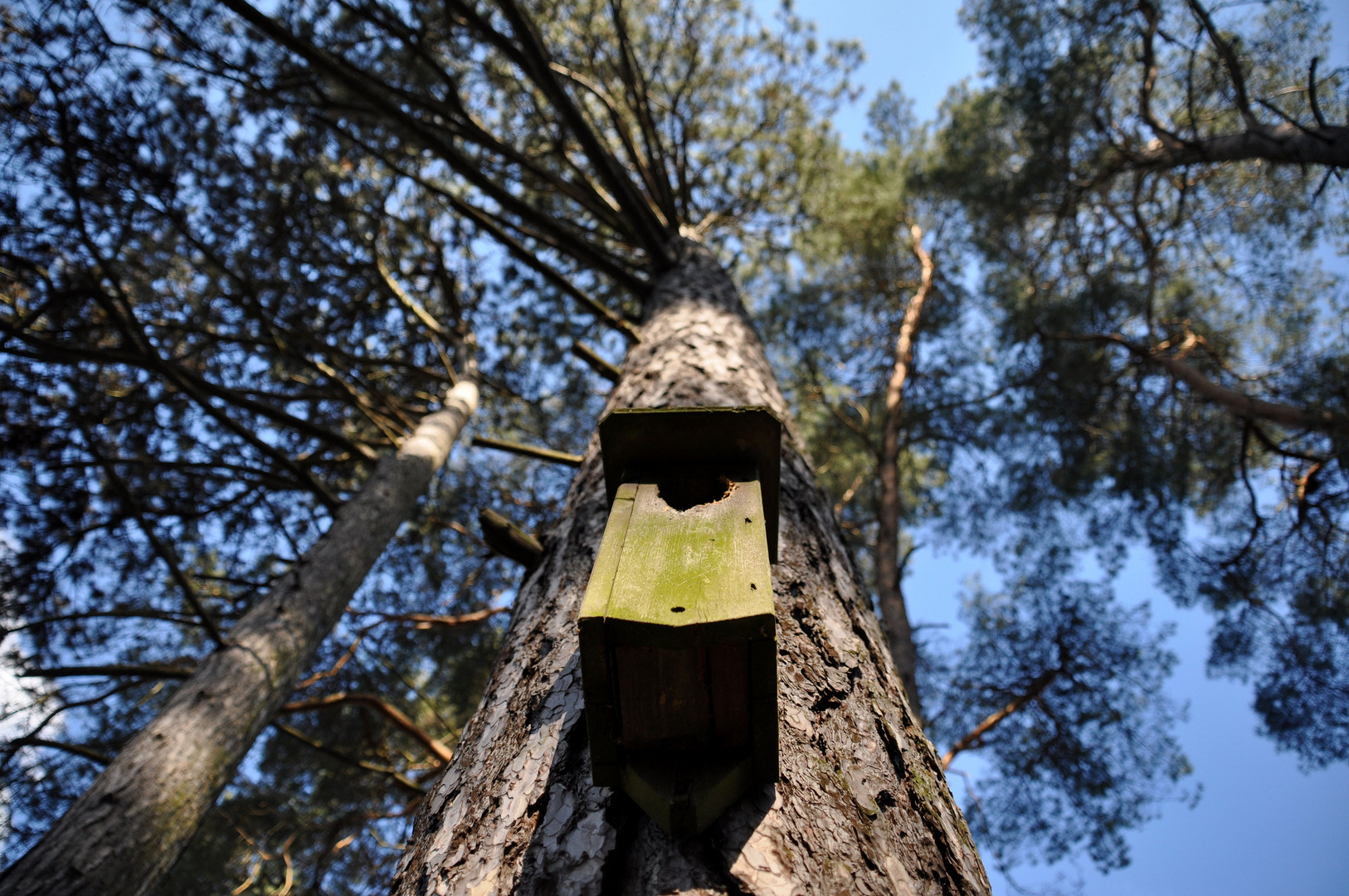 Kommt kein Vogel geflogen