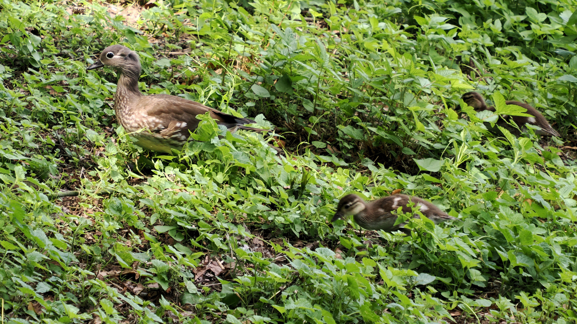 Kommt Kinder Mama will weiter …