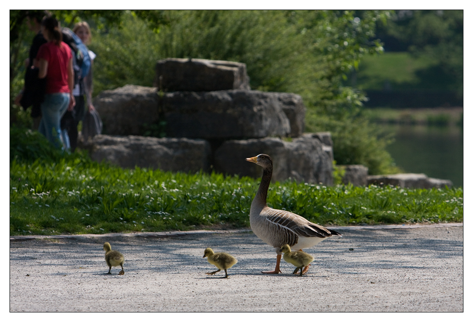 kommt Kinder, wir üben mal den Gänsemarsch