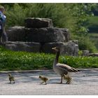 kommt Kinder, wir üben mal den Gänsemarsch