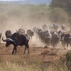 "Kommt, machen wir uns aus dem Staub"