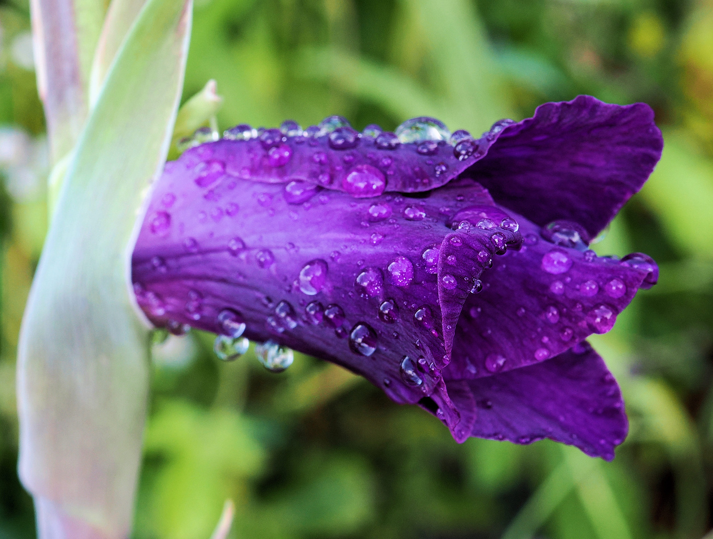 Kommt man aus dem Urlaub heim … Foto & Bild natur, pflanze, blüte