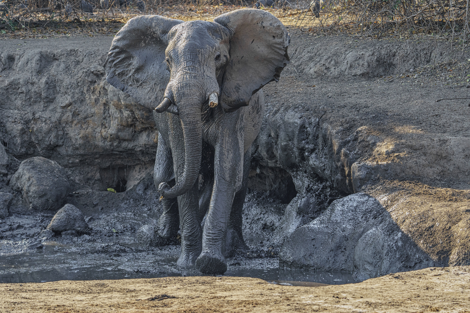 Kommt mir nicht zu nahe, Mana Pools NP, 2019.09.19