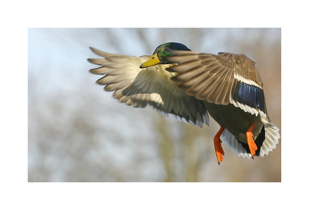 Kommt ne Ente geflogen............... :O)