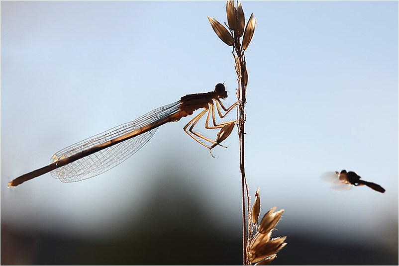 kommt ´ne Fliege geflogen..........