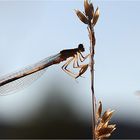 kommt ´ne Fliege geflogen..........