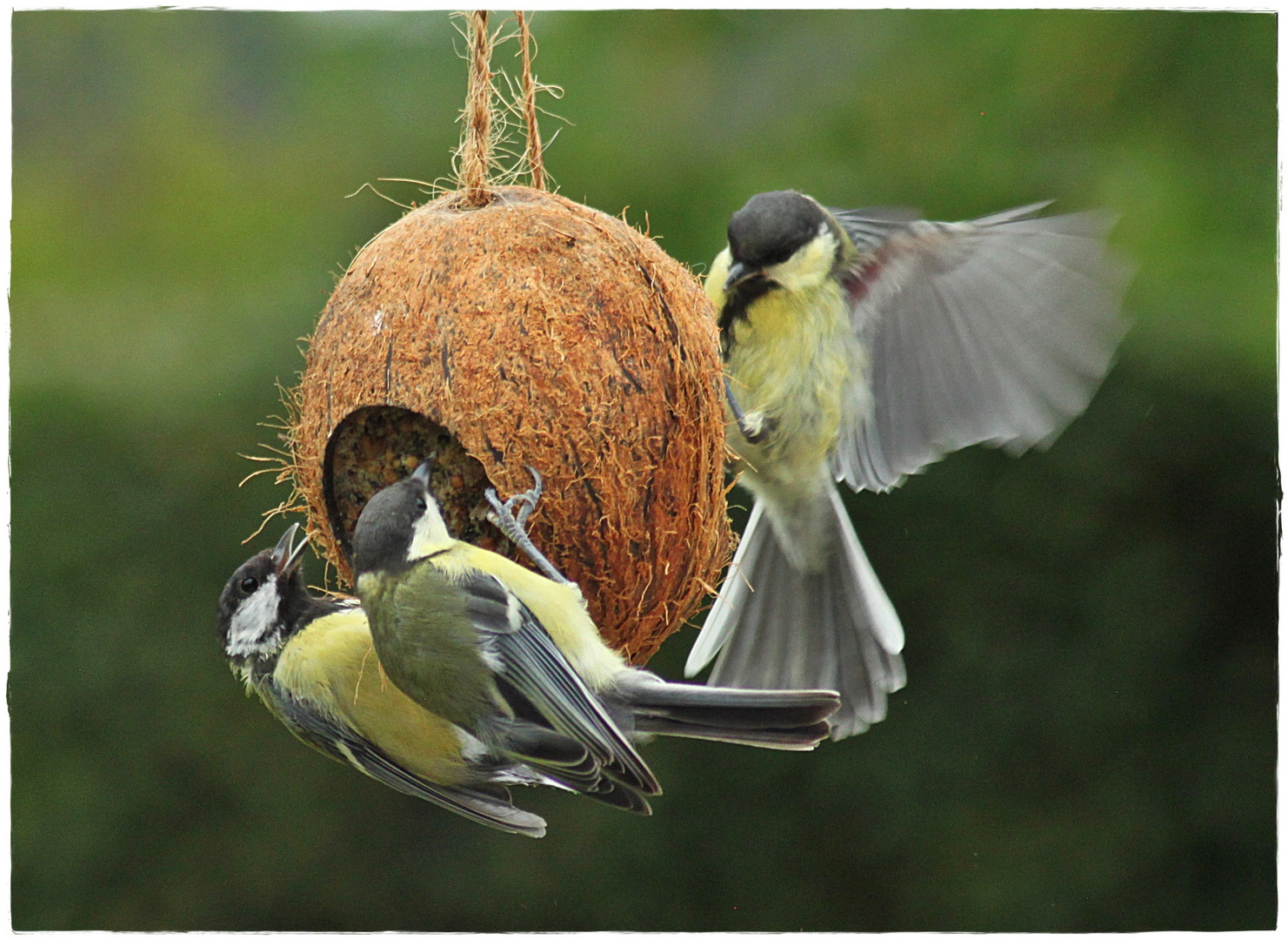 Kommt ( noch) ein Vogel geflogen