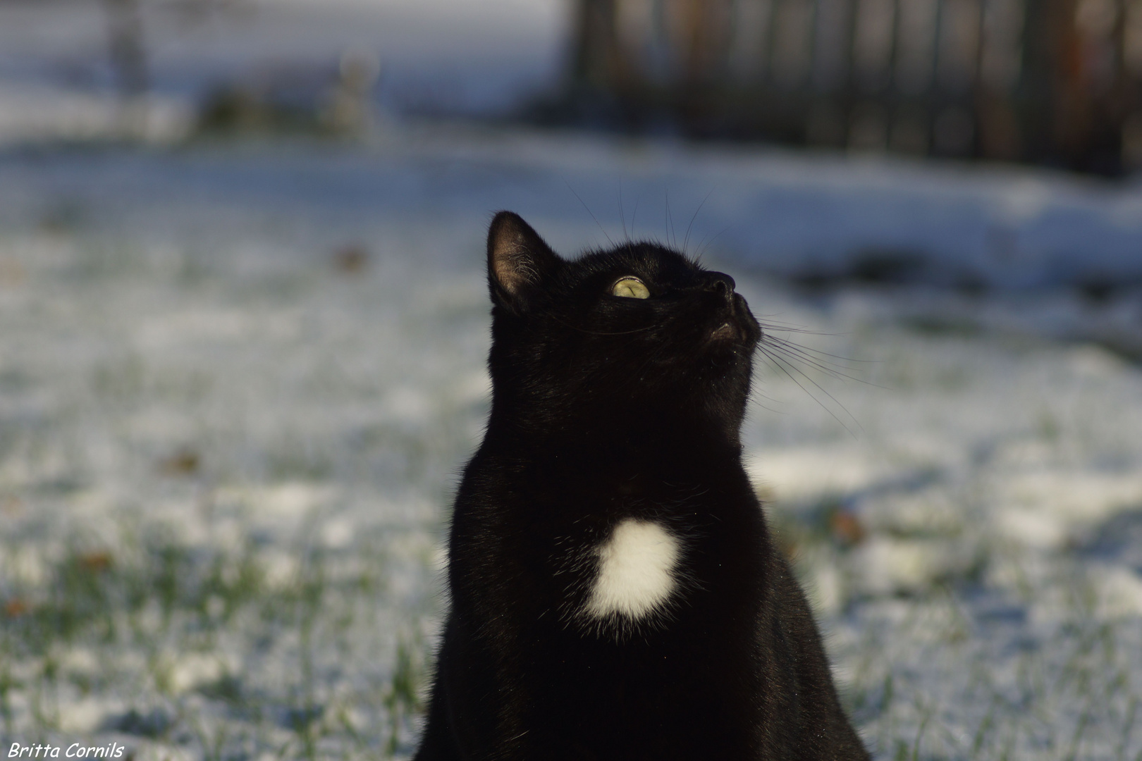 Kommt noch mehr Schnee?????????