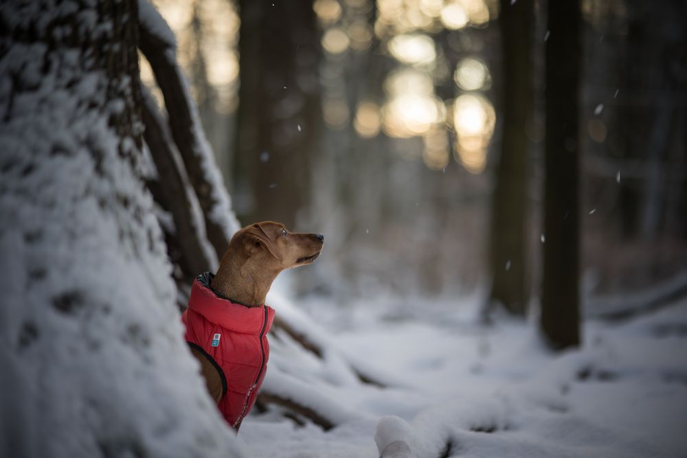 kommt noch mehr Schnee?