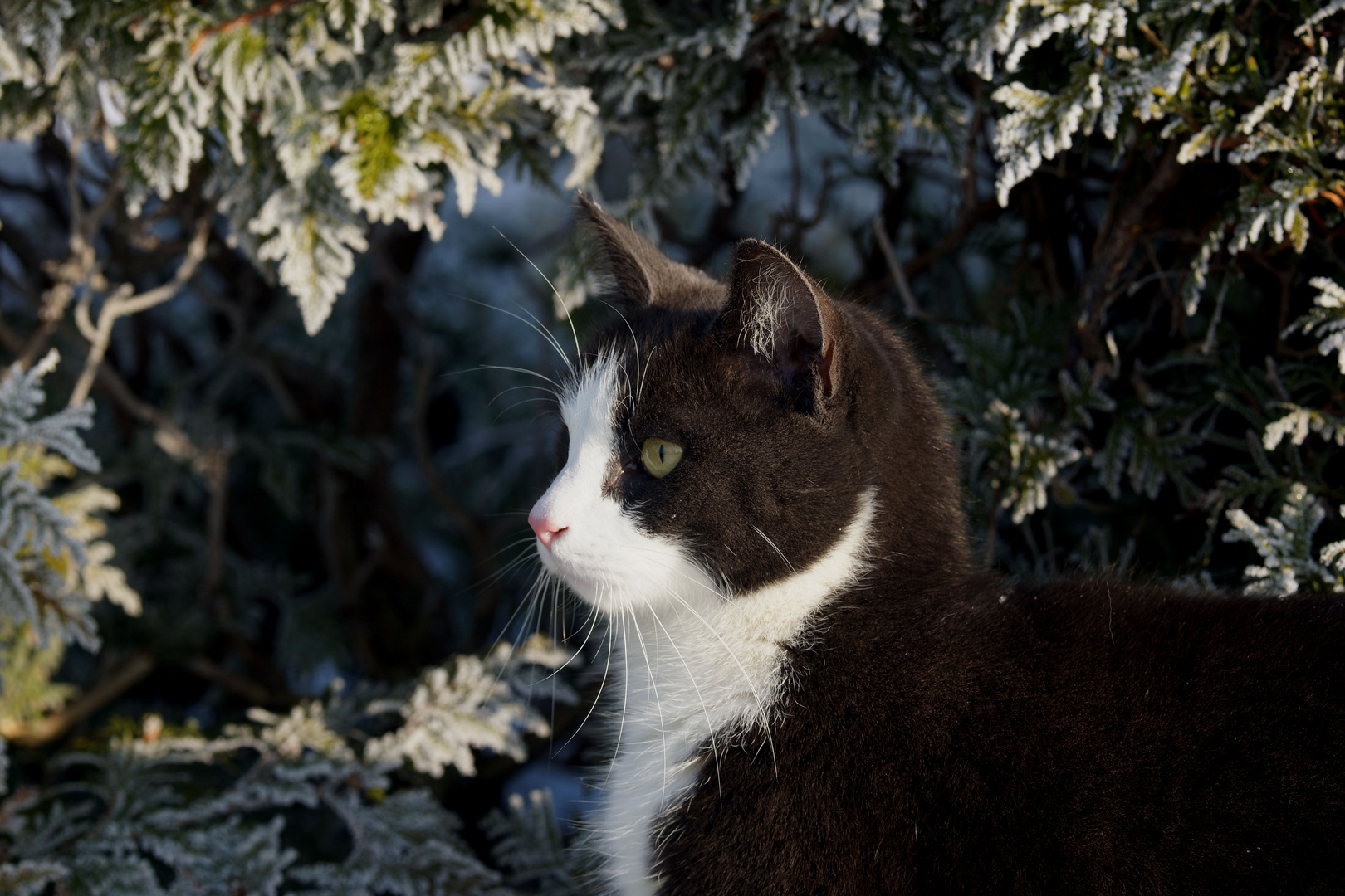 Kommt noch mehr Schnee???????????