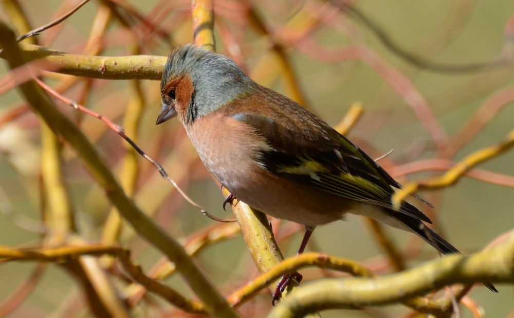 kommt nun der Frühling Foto & Bild | tiere, wildlife, wild lebende ...