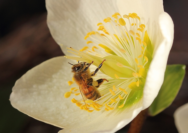 Kommt schon der Frühling?