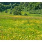 Kommt, wir machen Picknick... !