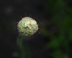 ...kommt Zeit..kommt Blüte