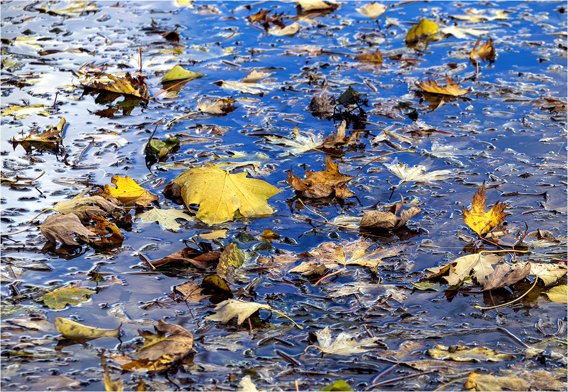 kommt zum Herbstlaub noch die Nässe...