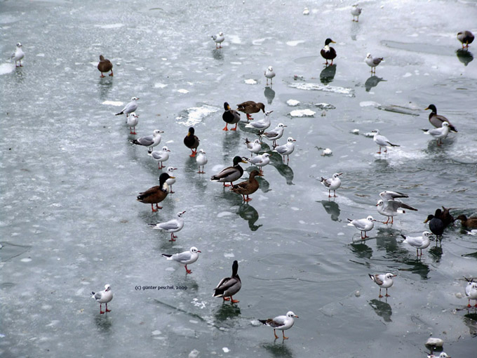 Kommunikation am Wasserloch?