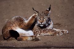 Kommunikation mit einem Luchs :-)