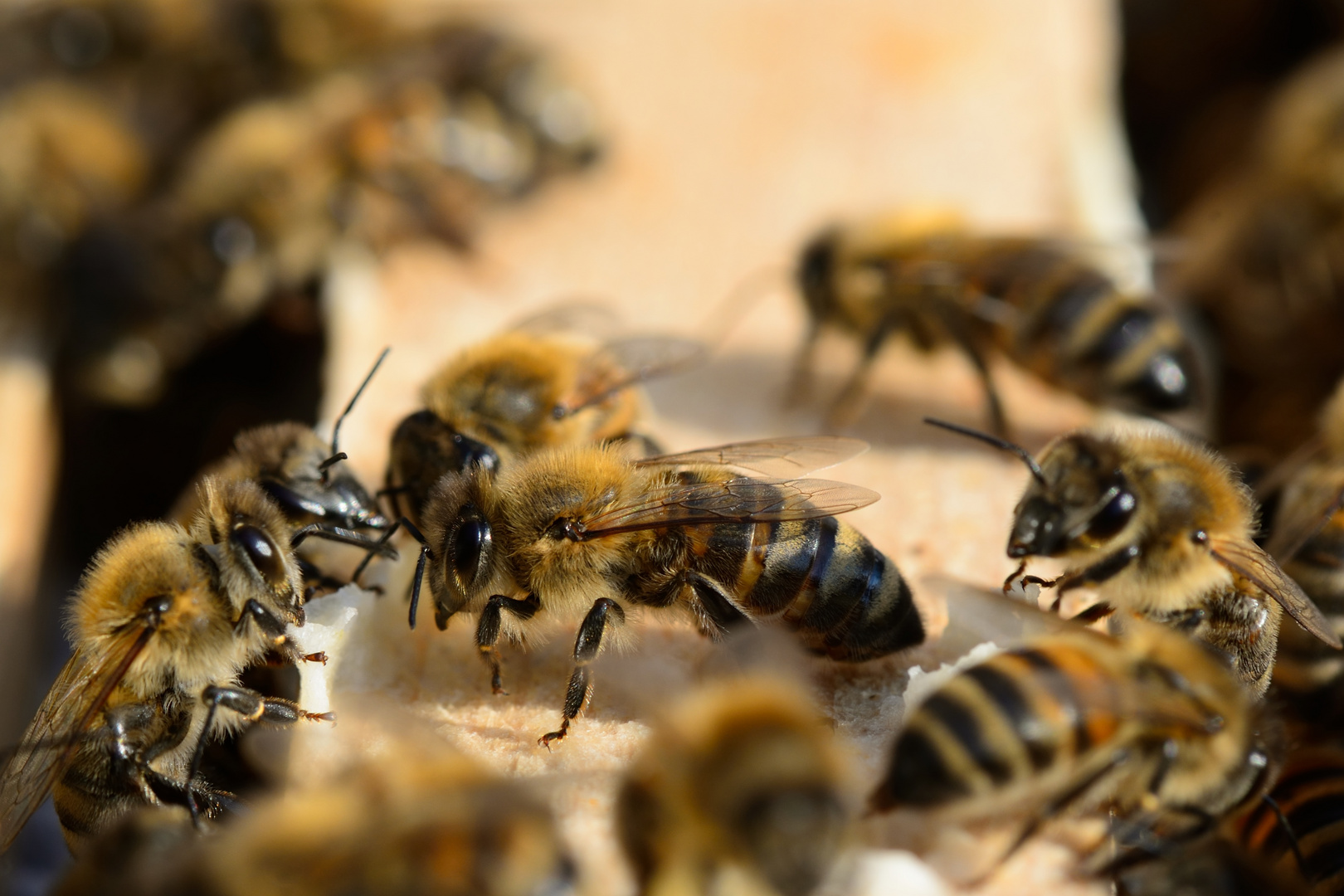 Kommunikation unter Bienen