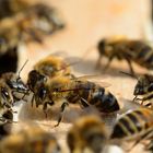 Kommunikation unter Bienen