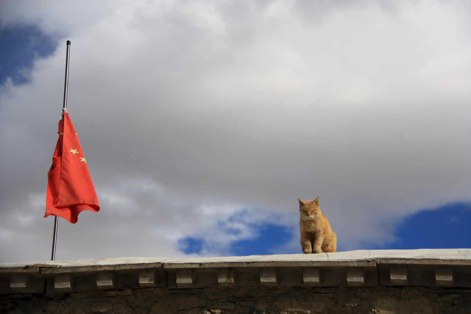 Kommunistische Katze