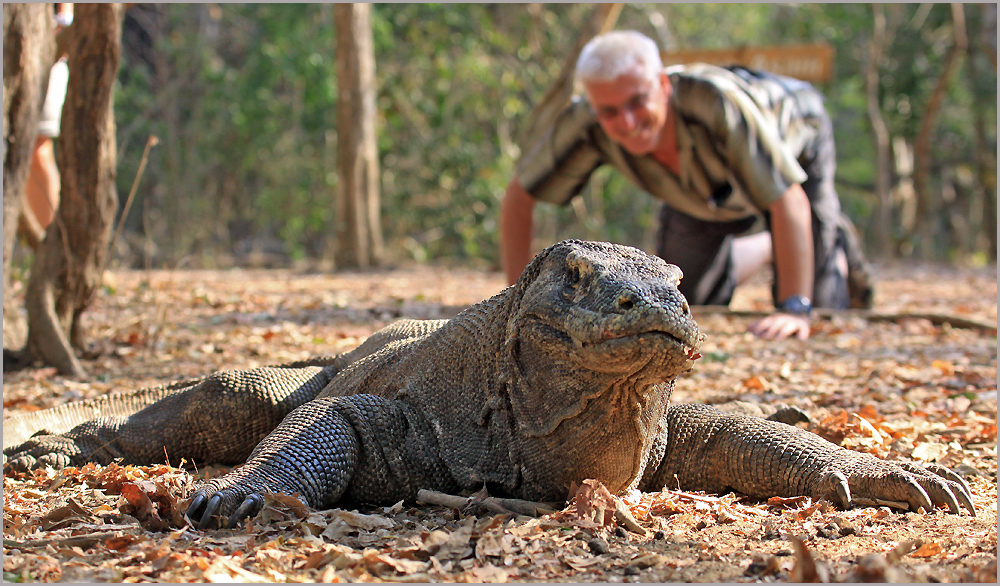 Komodo Drachen Foto & Bild | asia, indonesia, southeast ...