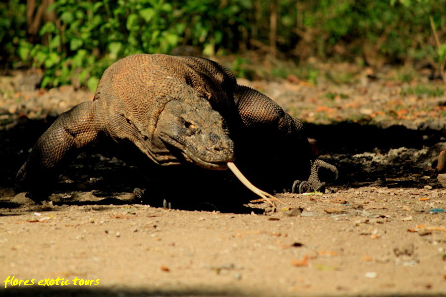 Komodo Drachen