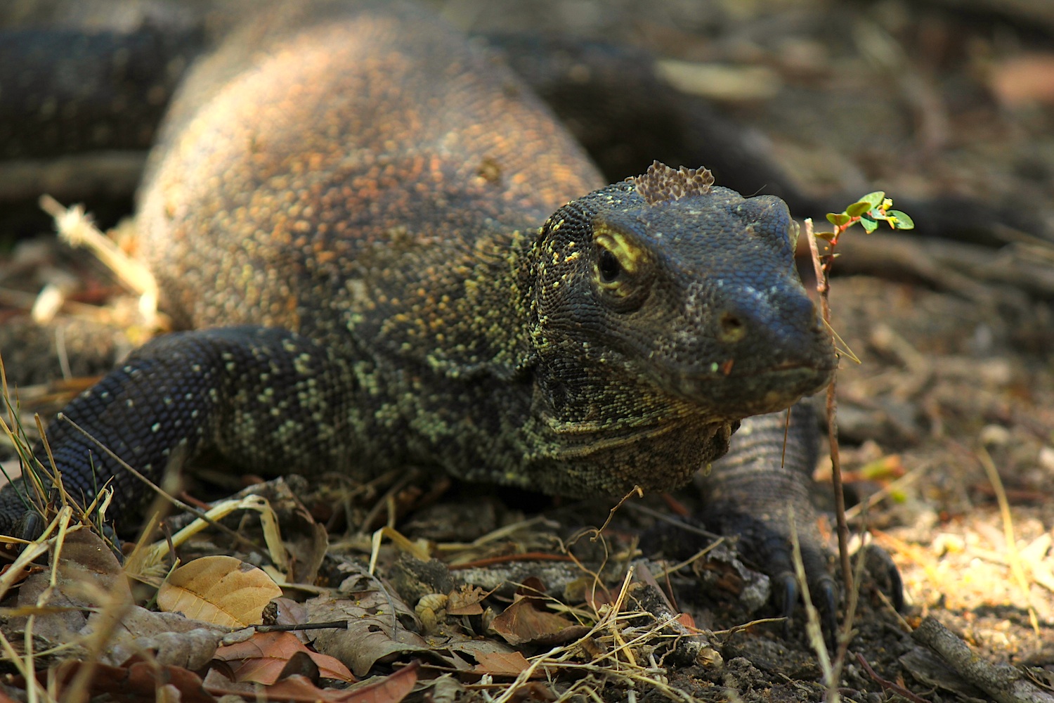 Komodo drachen