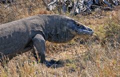 Komodo Dragon