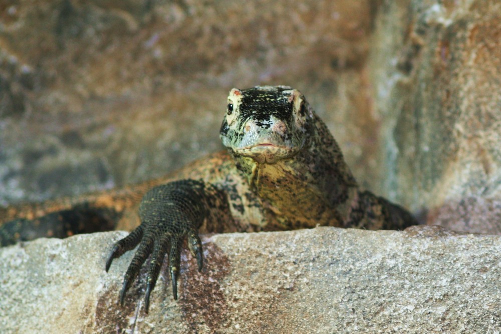 Komodo dragon