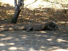 Komodo Dragon