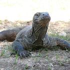 Komodo Dragon auf Rinca