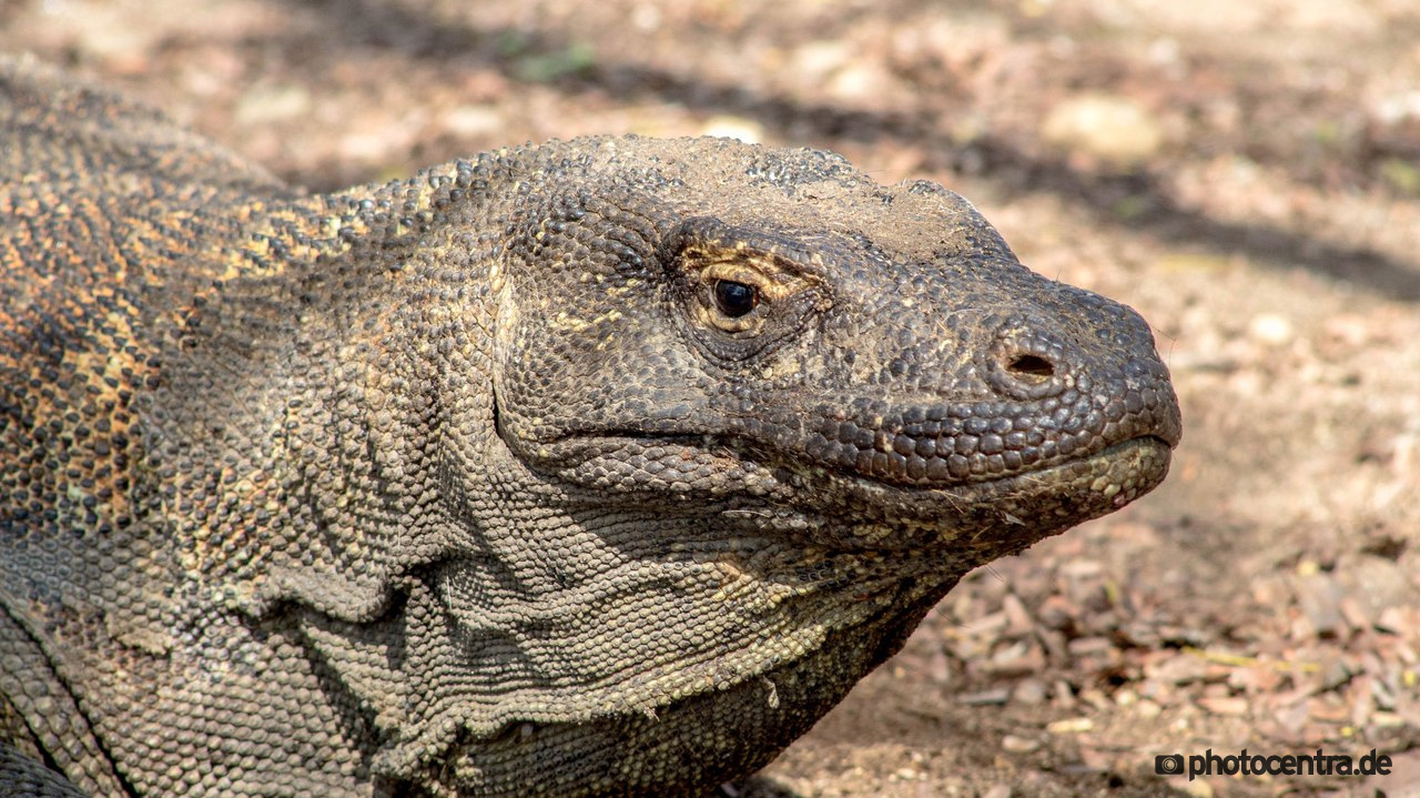 Komodo Dragon