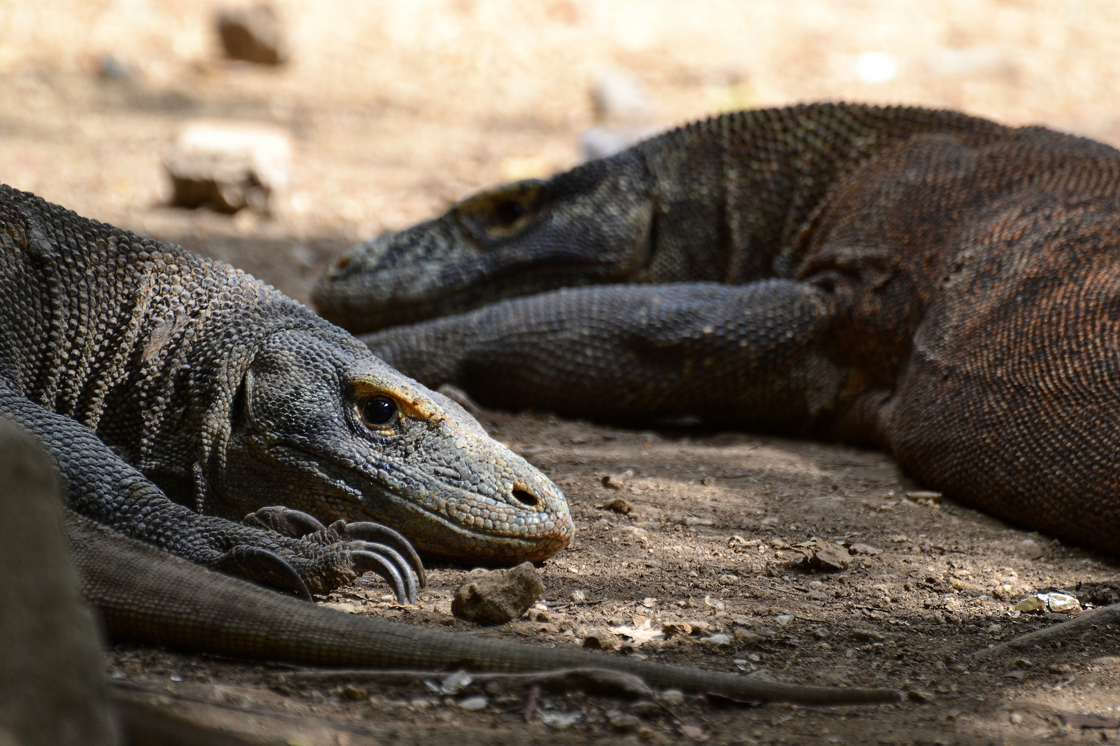 Komodo dragon