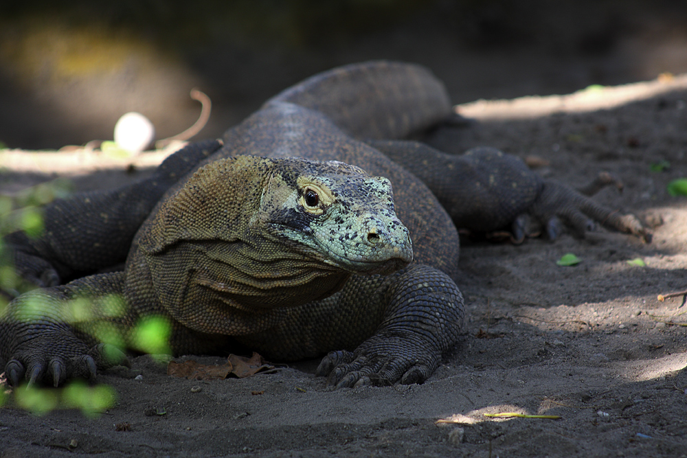 Komodo Dragon