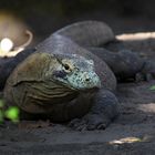 Komodo Dragon