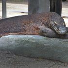 Komodo dragon watching you