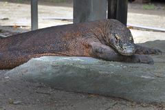 Komodo dragon watching you