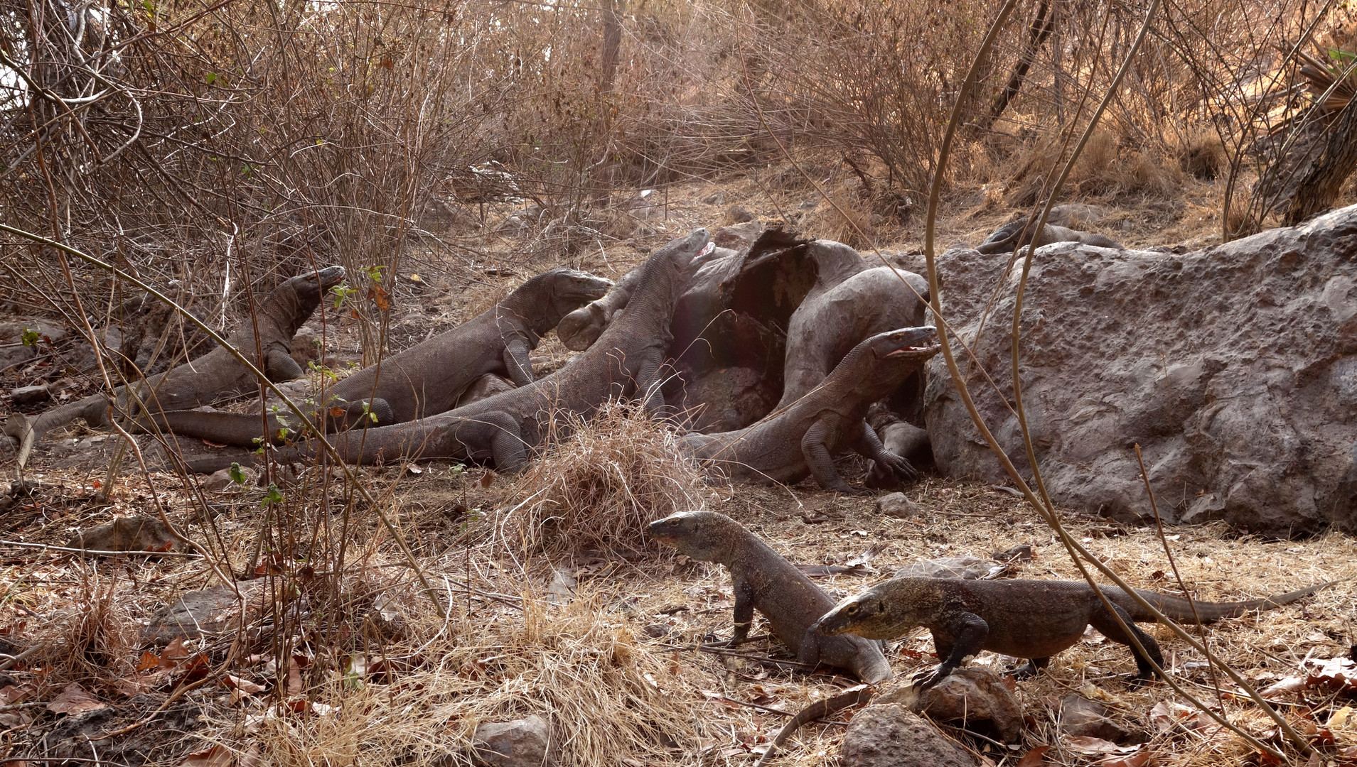 Komodo Dragons Eating a Water Buffalo