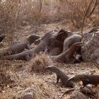 Komodo Dragons Eating a Water Buffalo