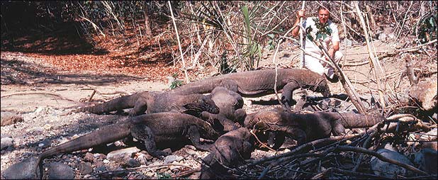 Komodo dragons - Indonesia 1957