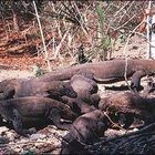 Komodo dragons - Indonesia 1957