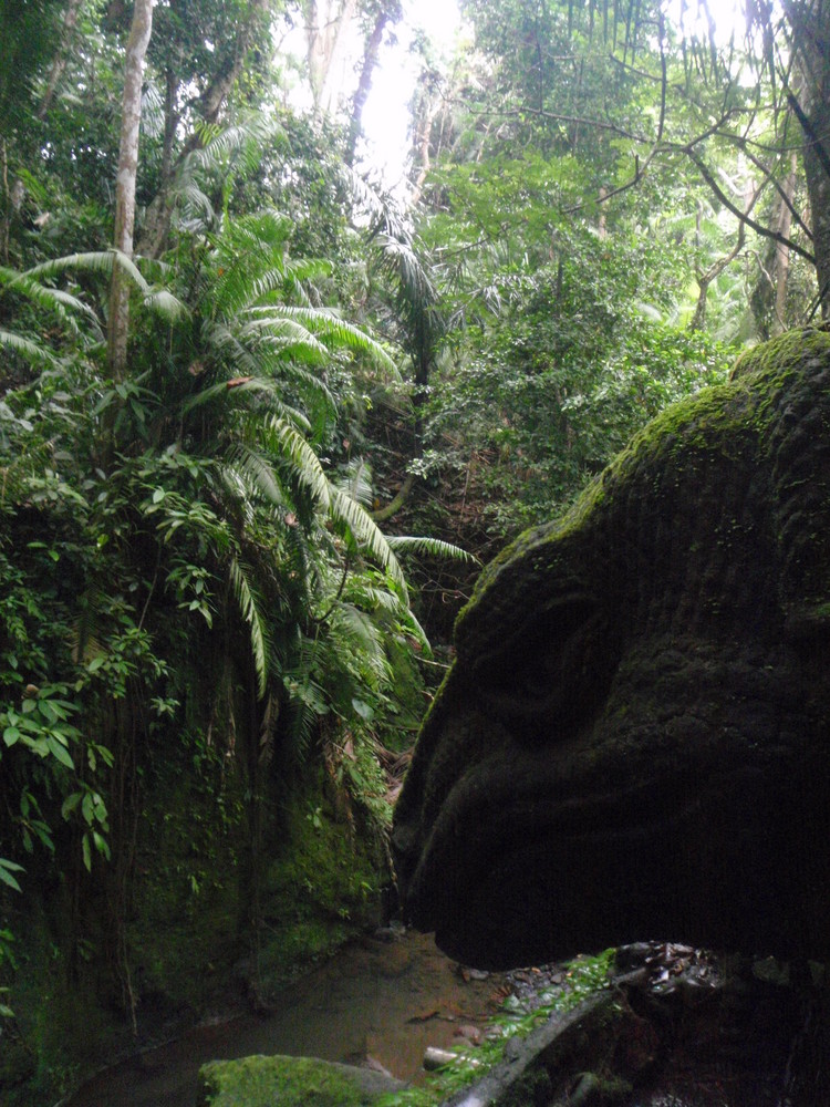 komodo jungle von domse 