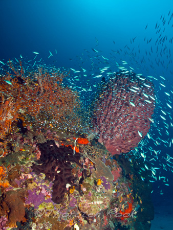 Komodo Nationalpark UW Weitwinkel