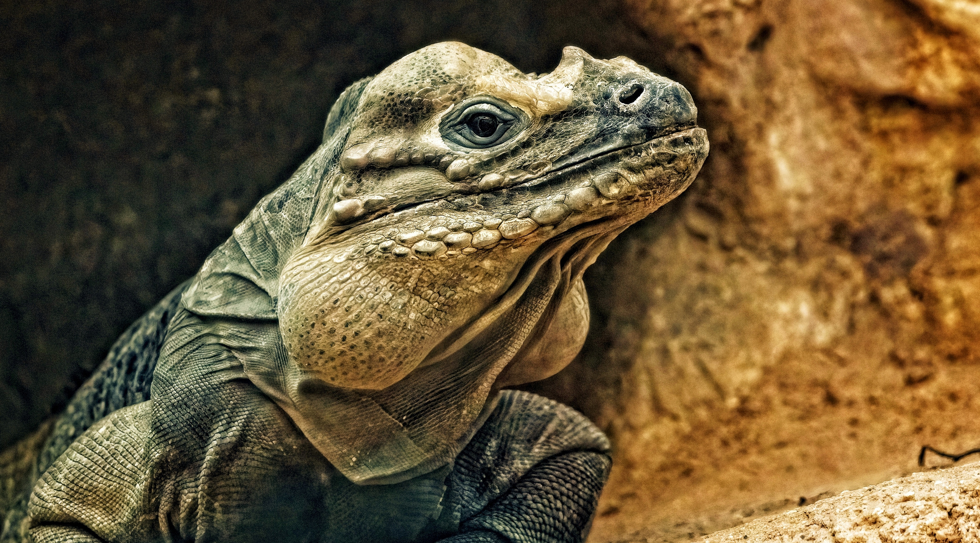 komodo varan