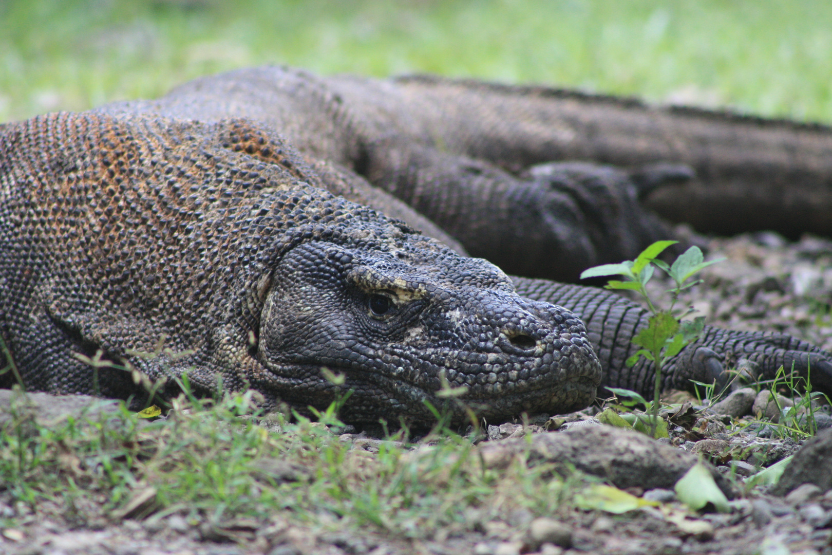 Komodo Varan, Indonesien