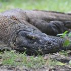 Komodo Varan, Indonesien