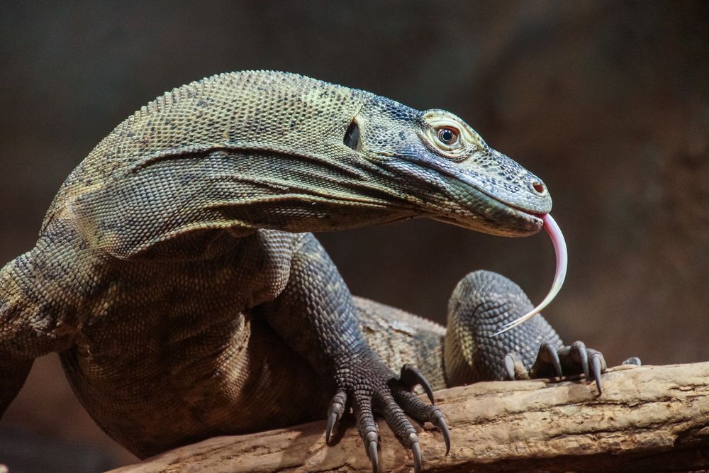 Komodo-Waran Foto & Bild | tiere, zoo, wildpark & falknerei, amphibien ...