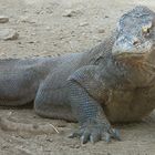 Komodo Waran